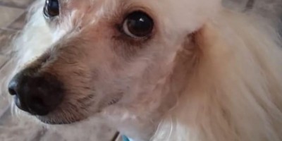 Proprietário oferece gratificação por informações do seu cão que desapareceu em Rolim de Moura