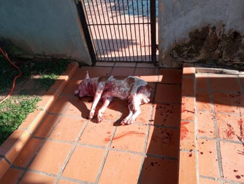 Criança teve orelha arrancada ao ser atacada por Pitbulls em RO; Animais foram abatidos por policiais militares Criança teve orelha arrancada ao ser atacada por Pitbulls em RO; Animais foram abatidos por policiais militares