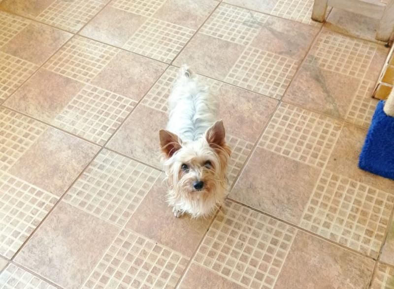 Procura-se e oferece recompensa por cachorrinha da raça Yorkshire que desapareceu de residência no bairro Cidade Alta Procura-se e oferece recompensa por cachorrinha da raça Yorkshire que desapareceu de residência no bairro Cidade Alta