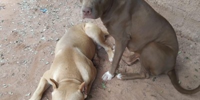 Procura-se por dois cães da raça Pitbull, que desapareceram de residência em Rolim de Moura