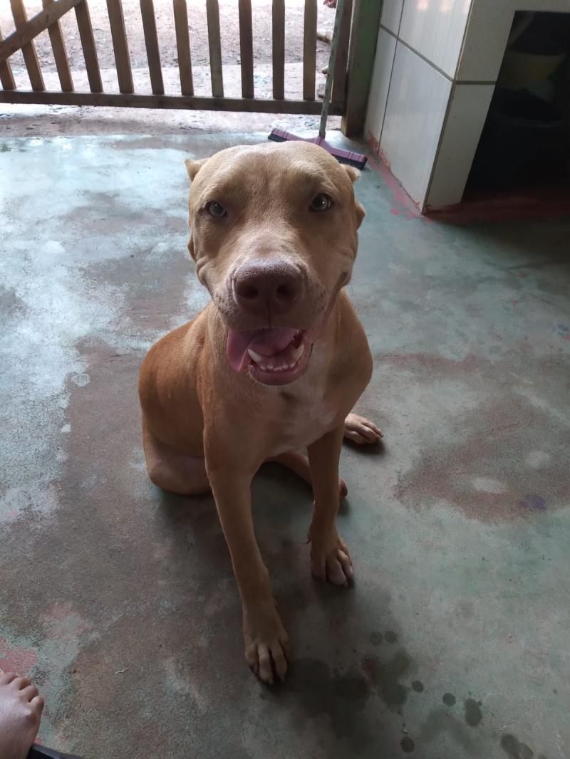 Procura-se por dois cães da raça Pitbull, que desapareceram de residência em Rolim de Moura Procura-se por dois cães da raça Pitbull, que desapareceram de residência em Rolim de Moura