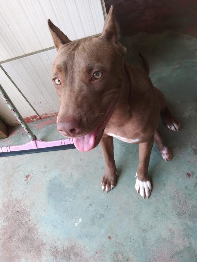 Procura-se por dois cães da raça Pitbull, que desapareceram de residência em Rolim de Moura Procura-se por dois cães da raça Pitbull, que desapareceram de residência em Rolim de Moura