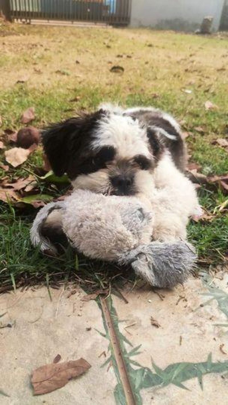 Proprietária oferece recompensa para quem encontrar seu cachorro da raça shih-tzu, em Rolim de Moura Proprietária oferece recompensa para quem encontrar seu cachorro da raça shih-tzu, em Rolim de Moura