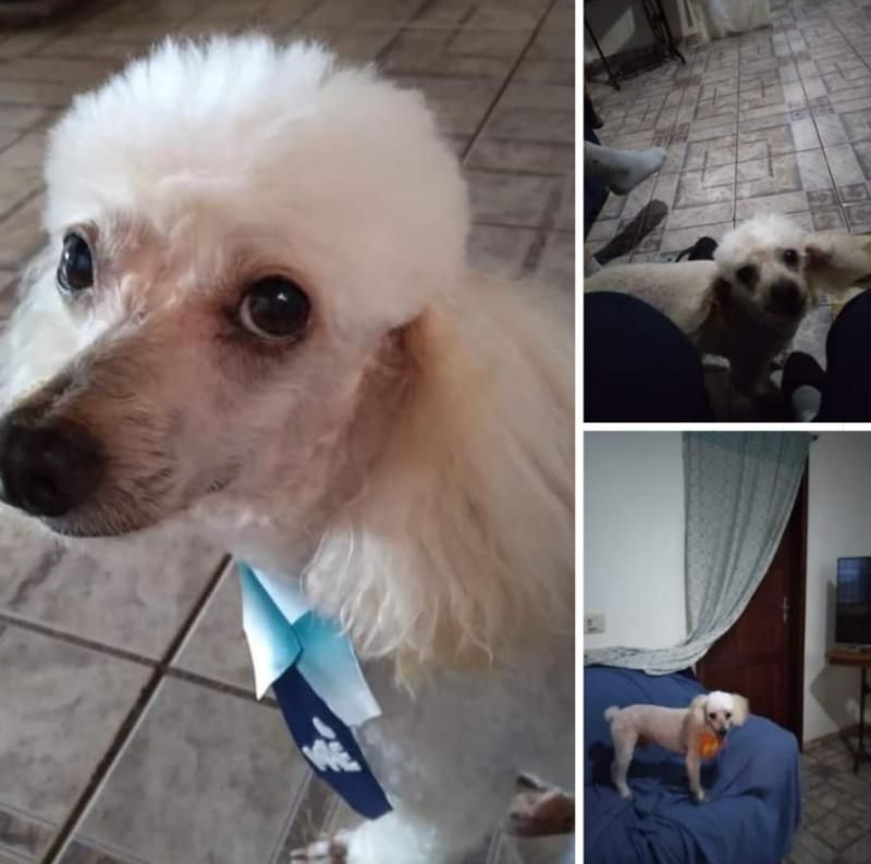 Proprietário oferece gratificação por informações do seu cão que desapareceu em Rolim de Moura Proprietário oferece gratificação por informações do seu cão que desapareceu em Rolim de Moura