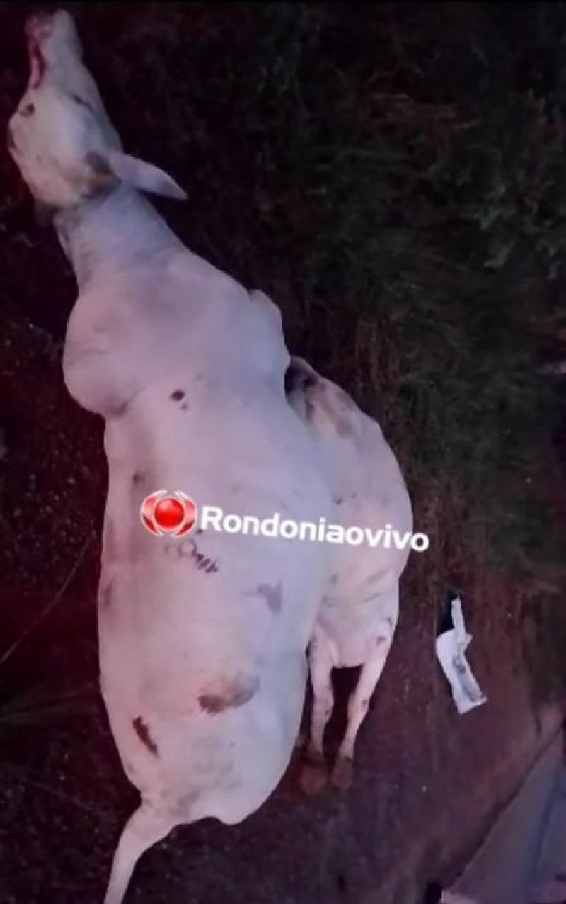 Caminhonete ficou parcialmente destruída após bater em dois gados soltos na pista em RO Caminhonete ficou parcialmente destruída após bater em dois gados soltos na pista em RO