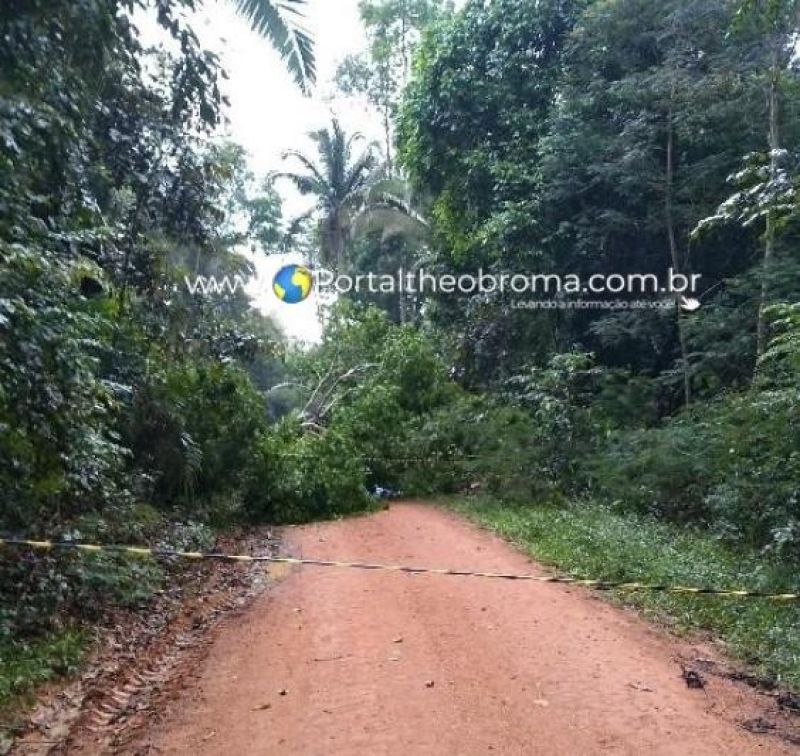 Mulher morreu e seu filho ficou ferido ao serem atingidos por árvore em RO Mulher morreu e seu filho ficou ferido ao serem atingidos por árvore em RO
