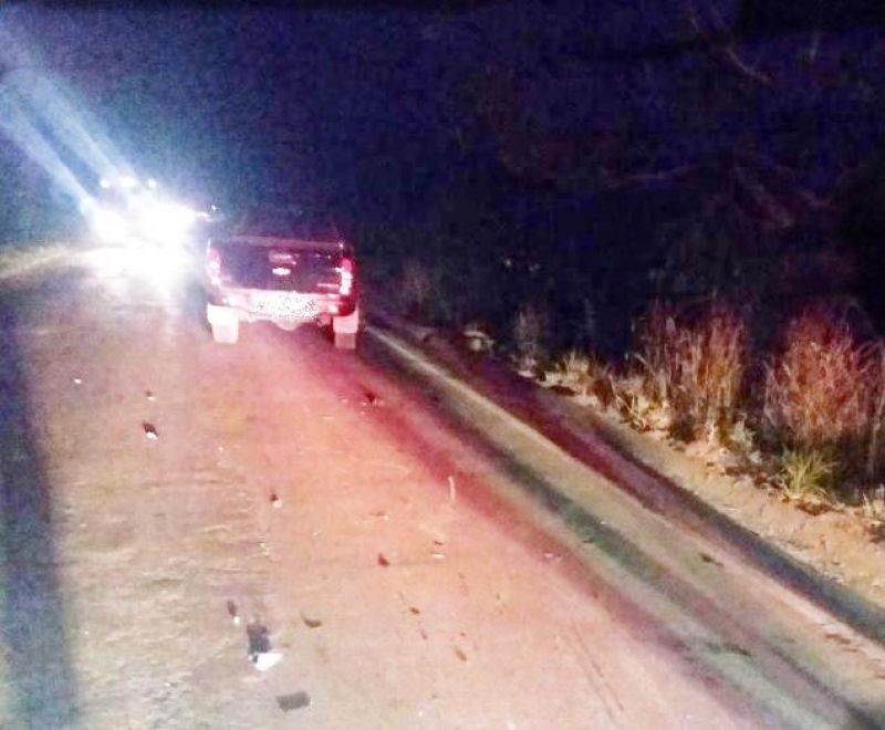 Caminhonete bateu em gado solto na RO 010 em Pimenta Bueno Caminhonete bateu em gado solto na RO 010 em Pimenta Bueno