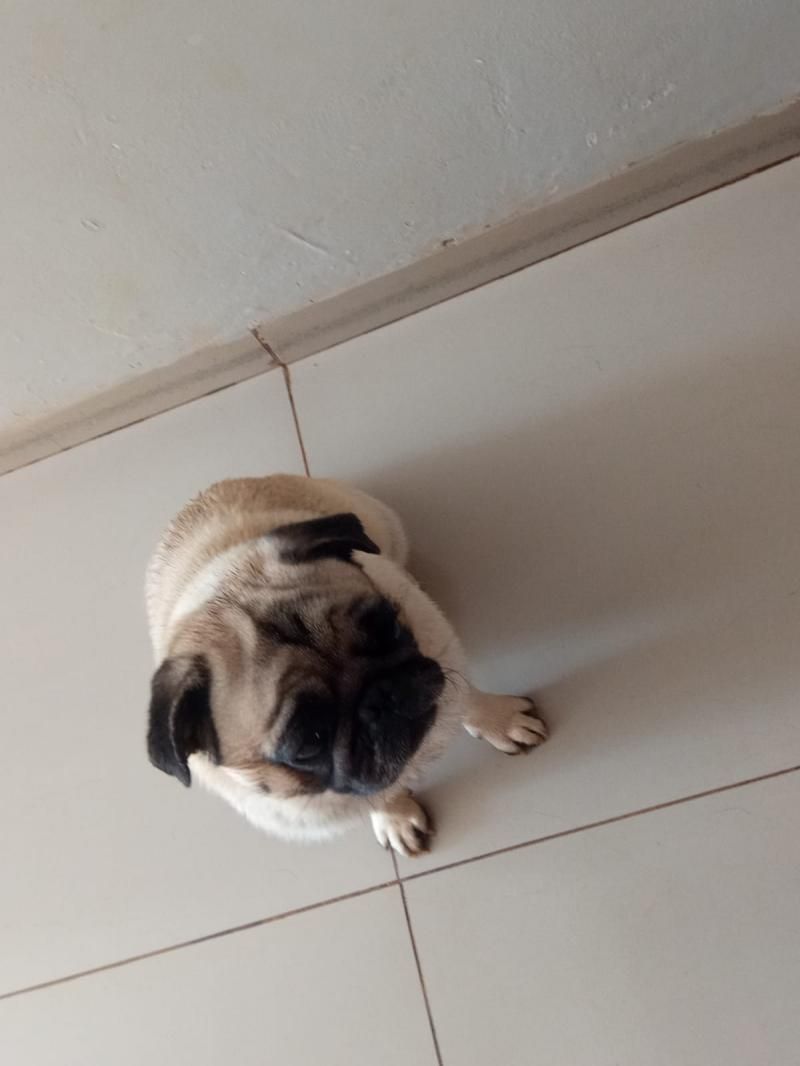 Família oferece gratificação para encontrar cão da raça Pug que desapareceu em Rolim de Moura Família oferece gratificação para encontrar cão da raça Pug que desapareceu em Rolim de Moura