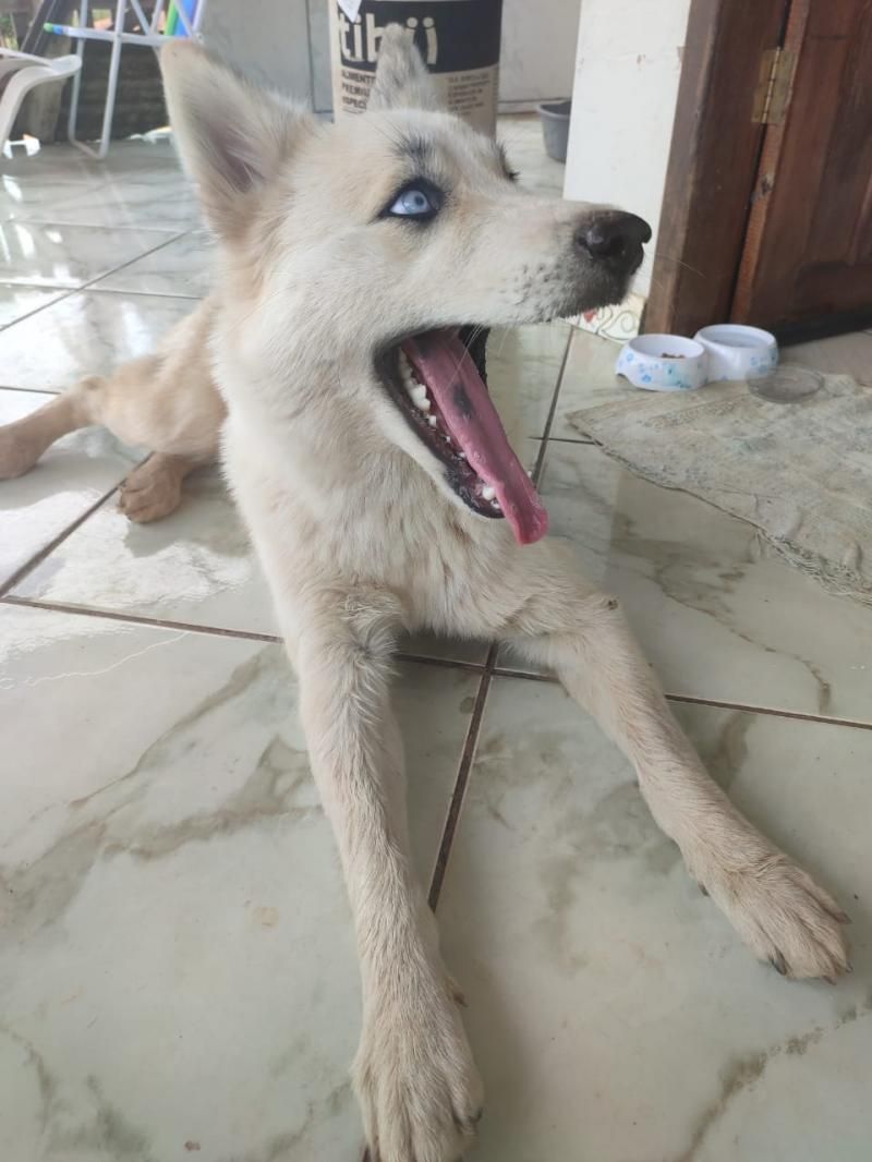 Procura-se por cachorra da raça Husky Siberiano, que desapareceu de residência em Rolim de Moura Procura-se por cachorra da raça Husky Siberiano, que desapareceu de residência em Rolim de Moura