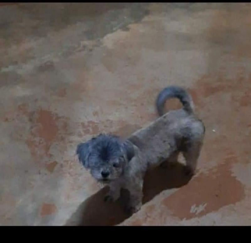 Procura-se por cachorra da raça Shih-tzu, que desapareceu de residência no bairro Cidade Alta em Rolim de Moura Procura-se por cachorra da raça Shih-tzu, que desapareceu de residência no bairro Cidade Alta em Rolim de Moura