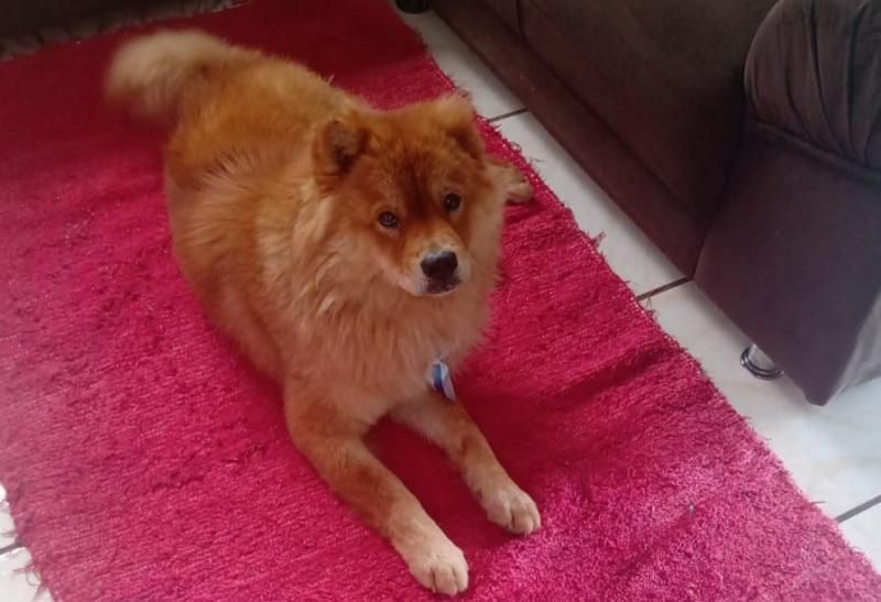 Procura-se por cachorro da raça Chow-chow, que desapareceu de uma residência em Rolim de Moura Procura-se por cachorro da raça Chow-chow, que desapareceu de uma residência em Rolim de Moura