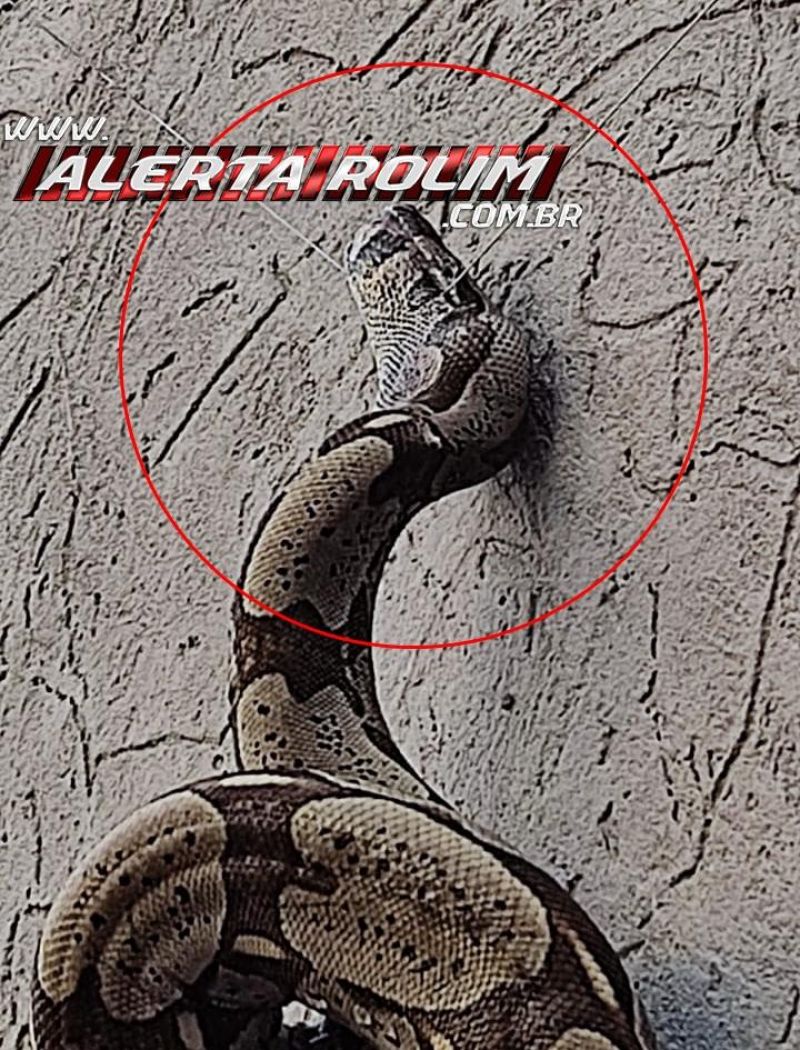 INUSITADO – Jiboia morreu eletrocutada por cerca elétrica de residência em Rolim de Moura INUSITADO – Jiboia morreu eletrocutada por cerca elétrica de residência em Rolim de Moura