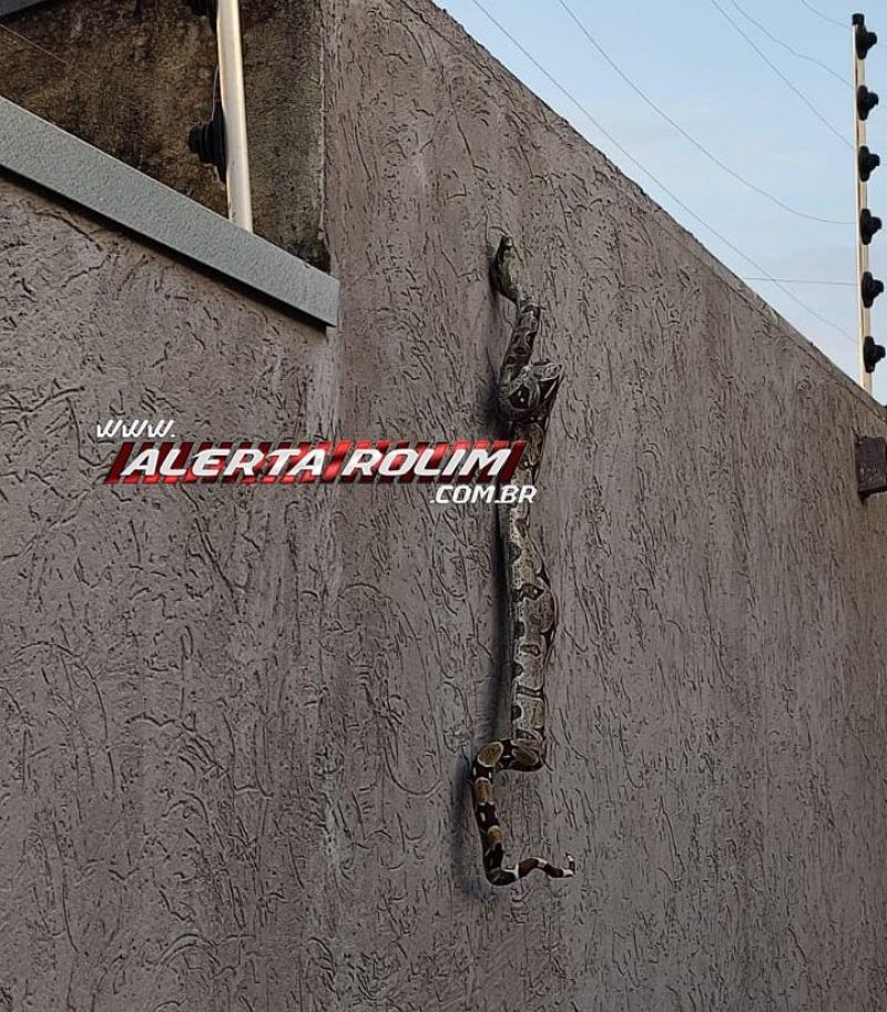 INUSITADO – Jiboia morreu eletrocutada por cerca elétrica de residência em Rolim de Moura INUSITADO – Jiboia morreu eletrocutada por cerca elétrica de residência em Rolim de Moura