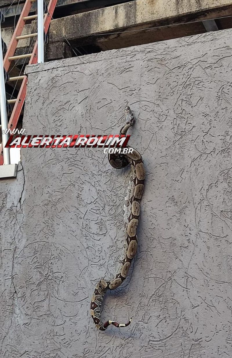 INUSITADO – Jiboia morreu eletrocutada por cerca elétrica de residência em Rolim de Moura INUSITADO – Jiboia morreu eletrocutada por cerca elétrica de residência em Rolim de Moura