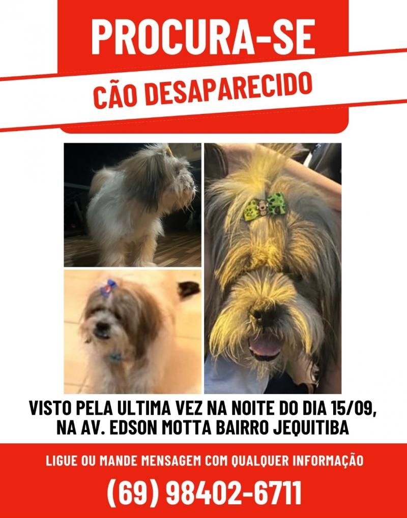 Proprietária oferece gratificação por informação que leve ao paradeiro de cão da raça Lhasa apso que desapareceu no Jequitibá em Rolim de Moura Proprietária oferece gratificação por informação que leve ao paradeiro de cão da raça Lhasa apso que desapareceu no Jequitibá em Rolim de Moura