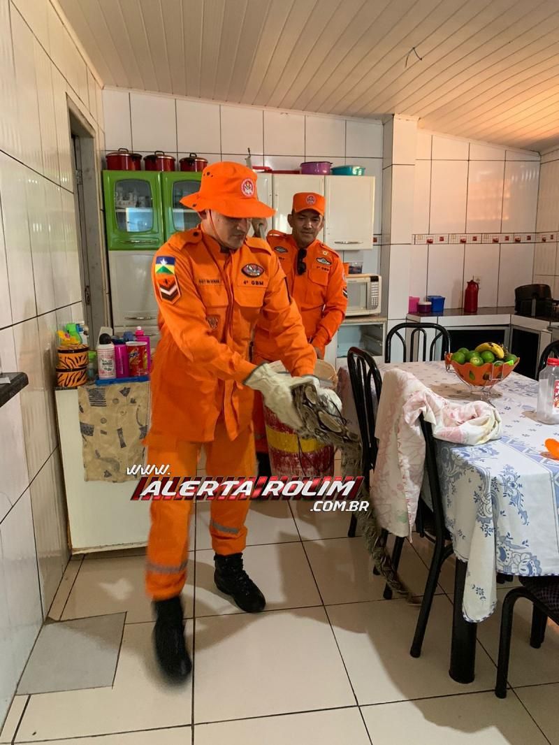SUSTO – Mulher encontrou cobra de quase 02 metros na gaveta de seu armário em Cacoal; Bombeiros fizeram a captura – Veja o vídeo SUSTO – Mulher encontrou cobra de quase 02 metros na gaveta de seu armário em Cacoal; Bombeiros fizeram a captura – Veja o vídeo