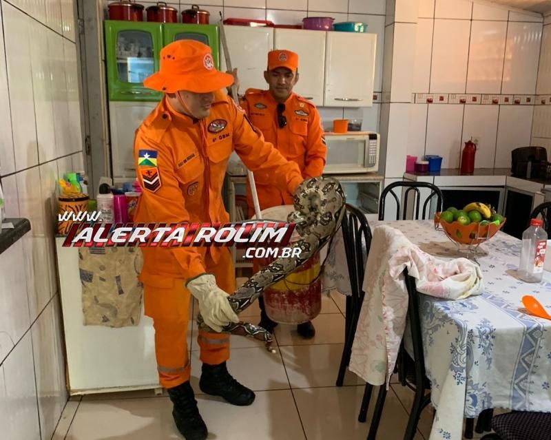 SUSTO – Mulher encontrou cobra de quase 02 metros na gaveta de seu armário em Cacoal; Bombeiros fizeram a captura – Veja o vídeo SUSTO – Mulher encontrou cobra de quase 02 metros na gaveta de seu armário em Cacoal; Bombeiros fizeram a captura – Veja o vídeo