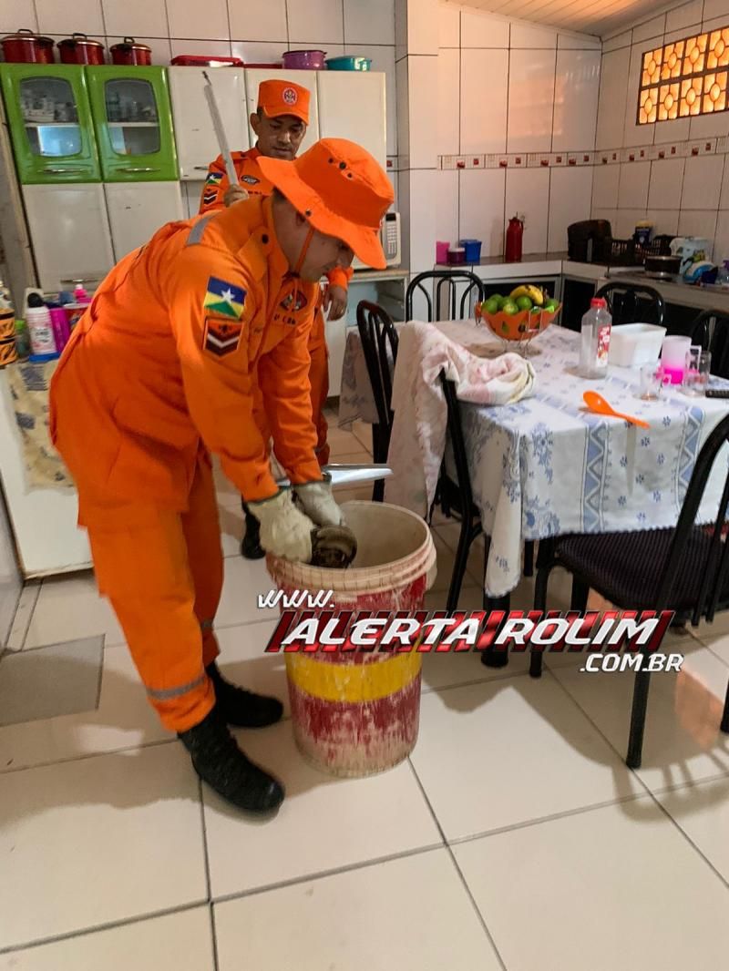 SUSTO – Mulher encontrou cobra de quase 02 metros na gaveta de seu armário em Cacoal; Bombeiros fizeram a captura – Veja o vídeo SUSTO – Mulher encontrou cobra de quase 02 metros na gaveta de seu armário em Cacoal; Bombeiros fizeram a captura – Veja o vídeo