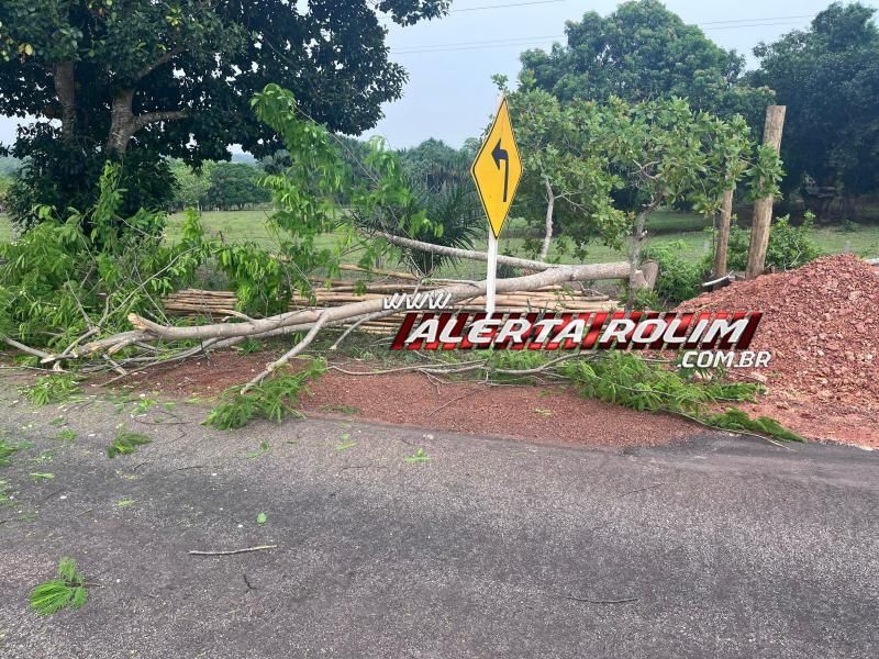 Após ser cortada, árvore caiu em cima de moto e provocou queda dos ocupantes na linha 208 Após ser cortada, árvore caiu em cima de moto e provocou queda dos ocupantes na linha 208