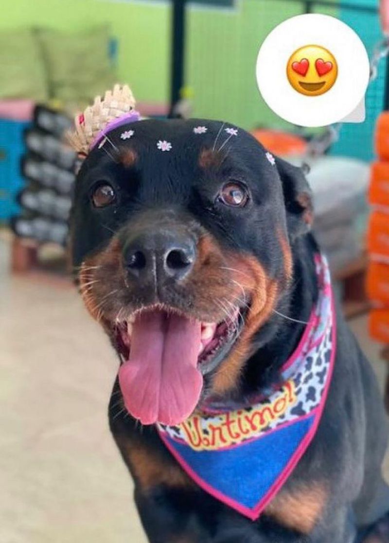 Procura-se por dois cachorros que desapareceram em Rolim de Moura Procura-se por dois cachorros que desapareceram em Rolim de Moura