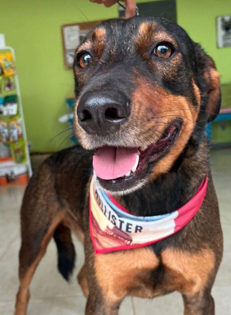 Procura-se por dois cachorros que desapareceram em Rolim de Moura Procura-se por dois cachorros que desapareceram em Rolim de Moura