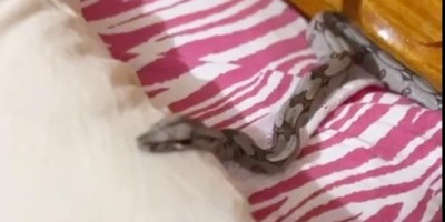Enquanto dormia, mulher encontrou cobra embaixo do travesseiro, em Cacoal - Vídeo