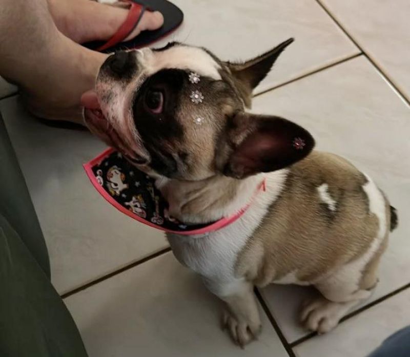 Procura-se e oferece recompensa por uma cachorra da raça Buldogue Francês, que desapareceu em Rolim de Moura Procura-se e oferece recompensa por uma cachorra da raça Buldogue Francês, que desapareceu em Rolim de Moura