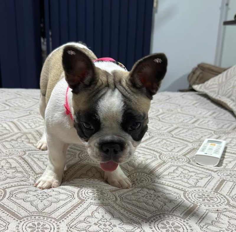 Procura-se e oferece recompensa por uma cachorra da raça Buldogue Francês, que desapareceu em Rolim de Moura Procura-se e oferece recompensa por uma cachorra da raça Buldogue Francês, que desapareceu em Rolim de Moura