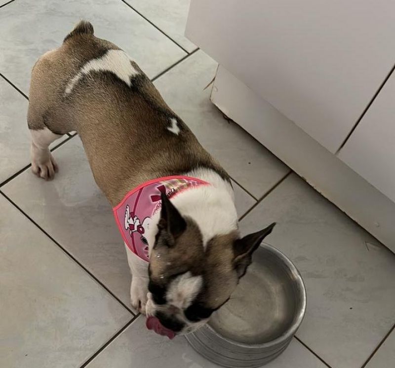 Procura-se e oferece recompensa por uma cachorra da raça Buldogue Francês, que desapareceu em Rolim de Moura Procura-se e oferece recompensa por uma cachorra da raça Buldogue Francês, que desapareceu em Rolim de Moura