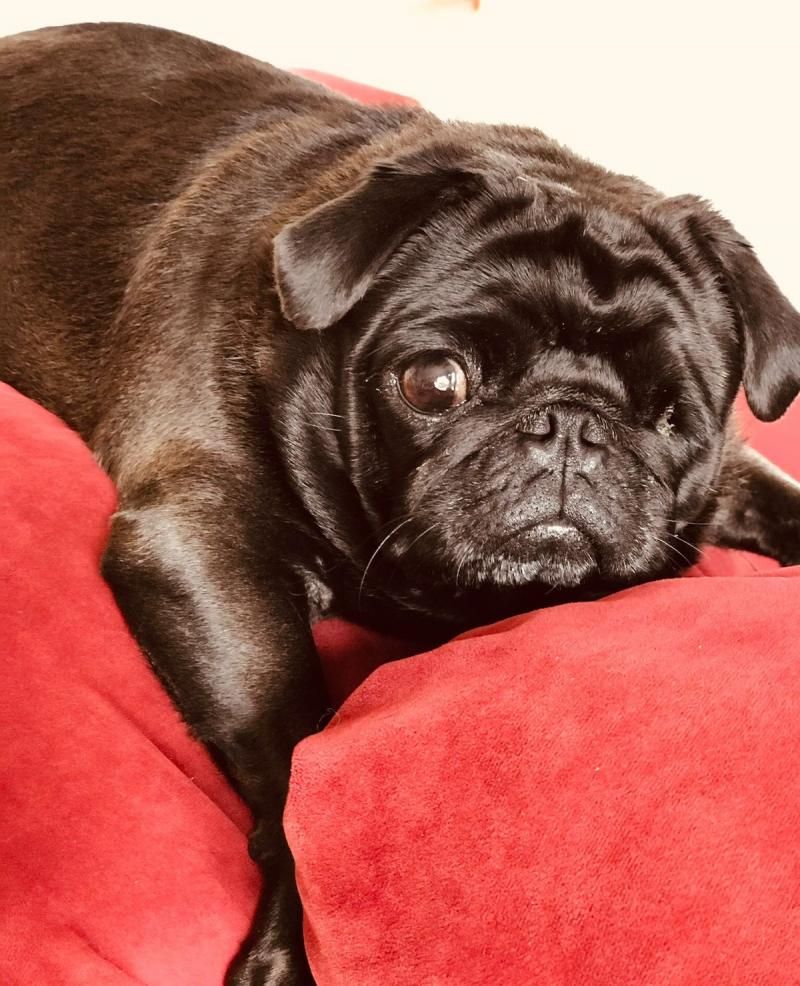 Procura-se por uma cachorra da raça Pug, que desapareceu de uma residência, no bairro São Cristóvão em Rolim de Moura Procura-se por uma cachorra da raça Pug, que desapareceu de uma residência, no bairro São Cristóvão em Rolim de Moura