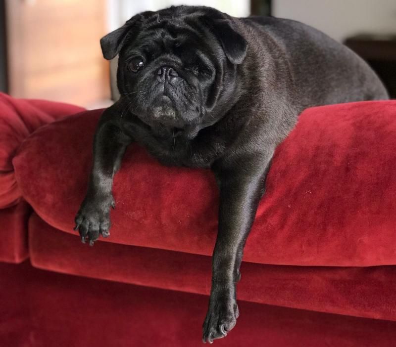 Procura-se por uma cachorra da raça Pug, que desapareceu de uma residência, no bairro São Cristóvão em Rolim de Moura Procura-se por uma cachorra da raça Pug, que desapareceu de uma residência, no bairro São Cristóvão em Rolim de Moura