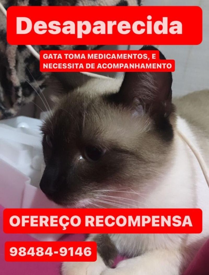 Proprietária oferece gratificação para encontrar sua gata que desapareceu em Rolim de Moura Proprietária oferece gratificação para encontrar sua gata que desapareceu em Rolim de Moura