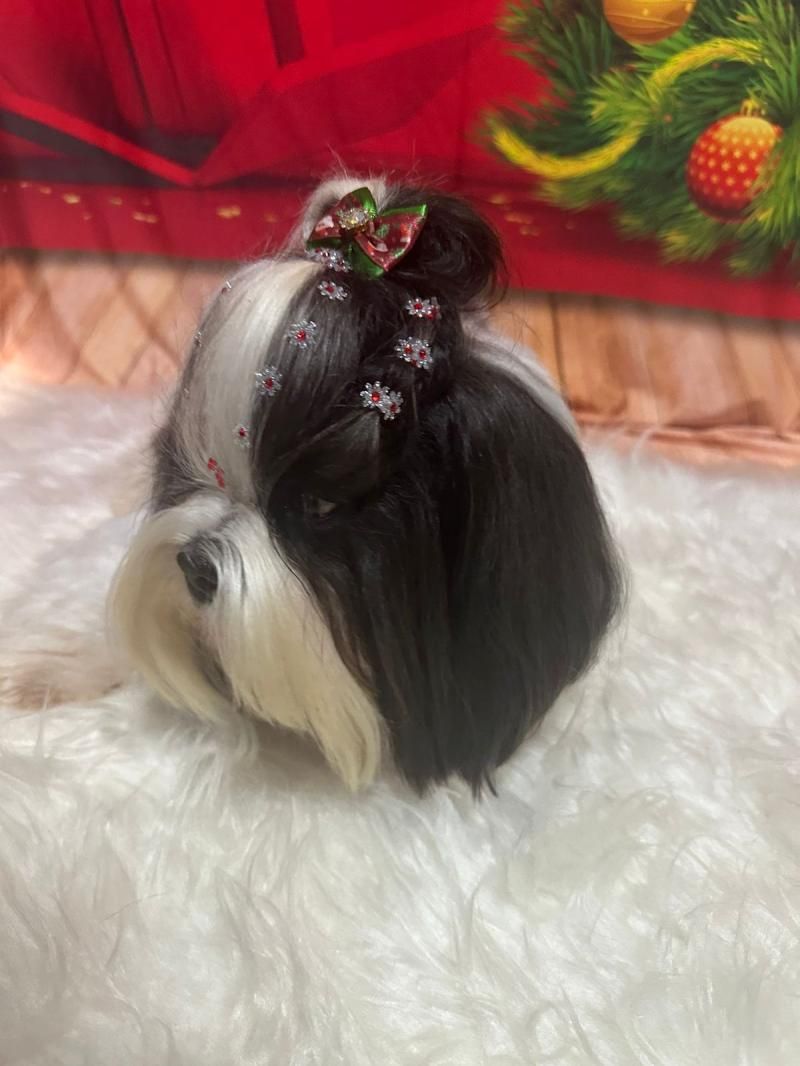 Agende já o banho do seu pet na anjos de patas de Rolim de Moura Agende já o banho do seu pet na anjos de patas de Rolim de Moura