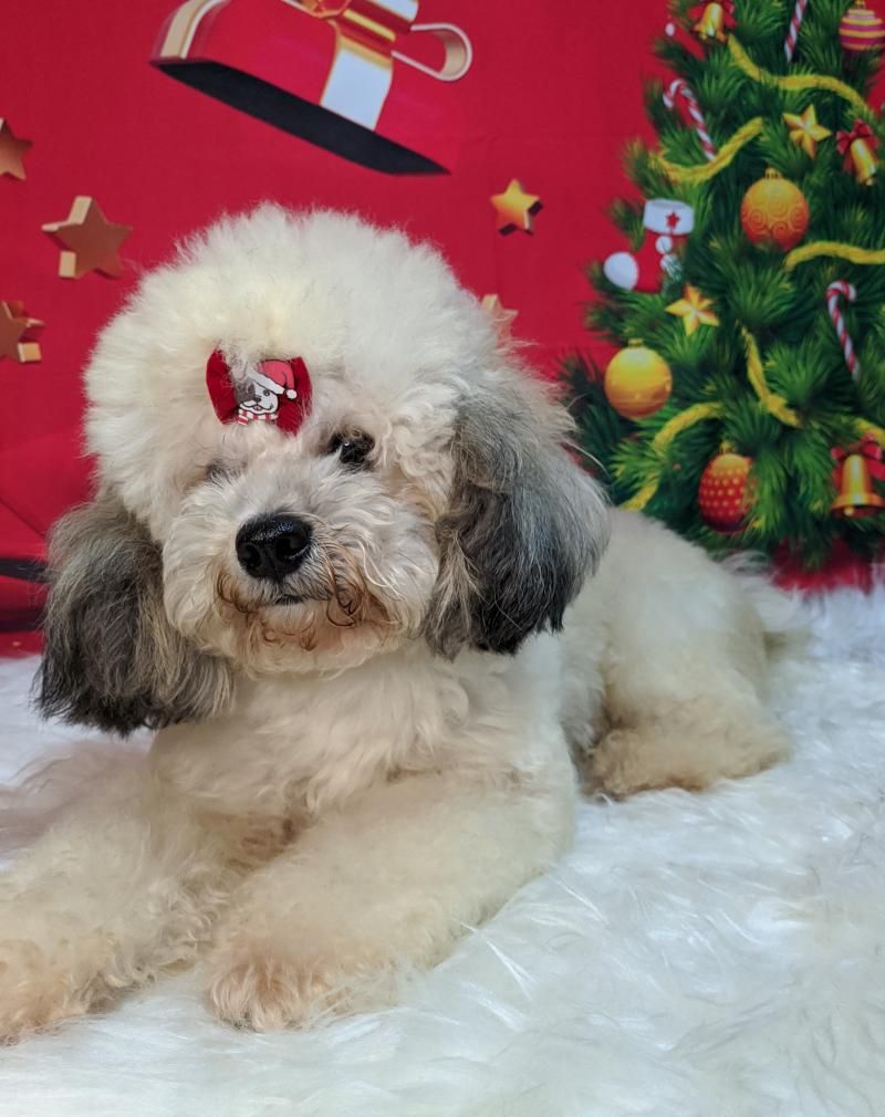 Agende já o banho do seu pet na anjos de patas de Rolim de Moura Agende já o banho do seu pet na anjos de patas de Rolim de Moura