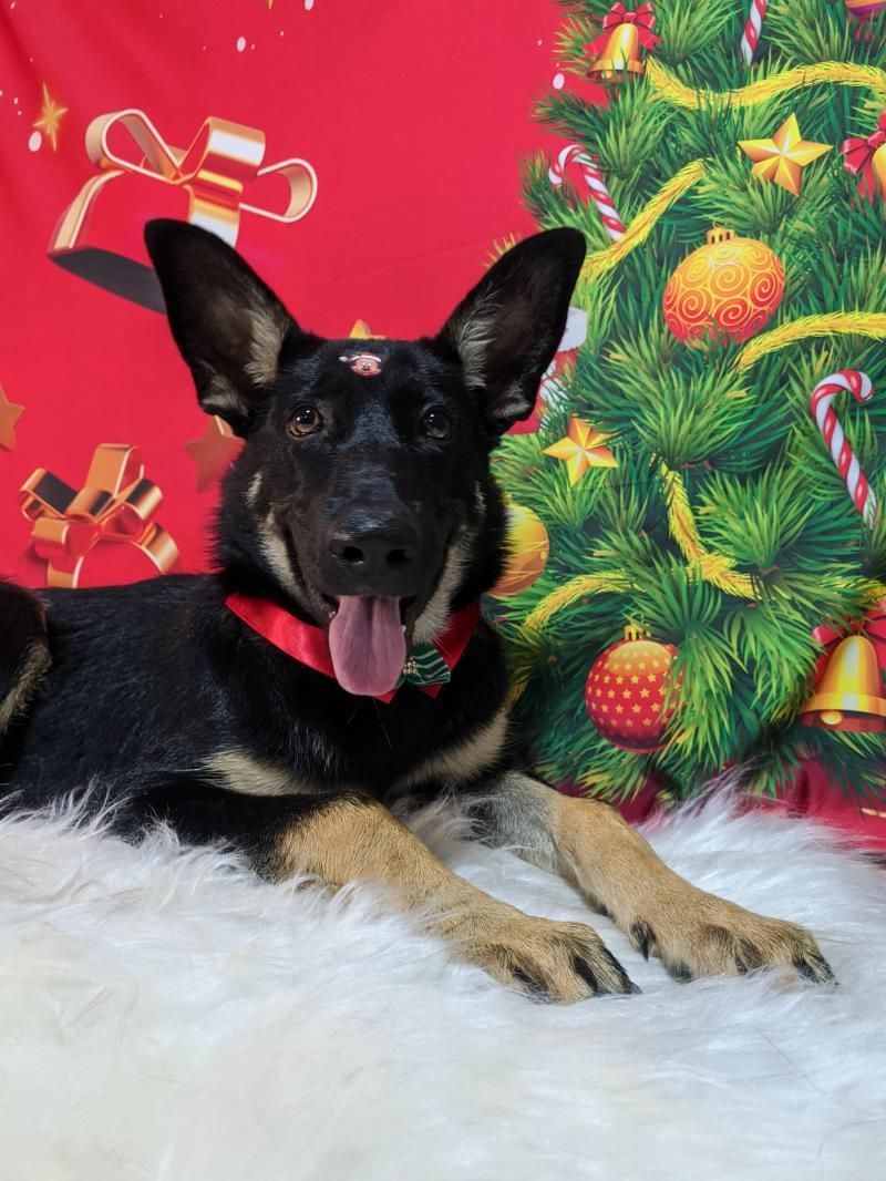 Agende já o banho do seu pet na anjos de patas de Rolim de Moura Agende já o banho do seu pet na anjos de patas de Rolim de Moura