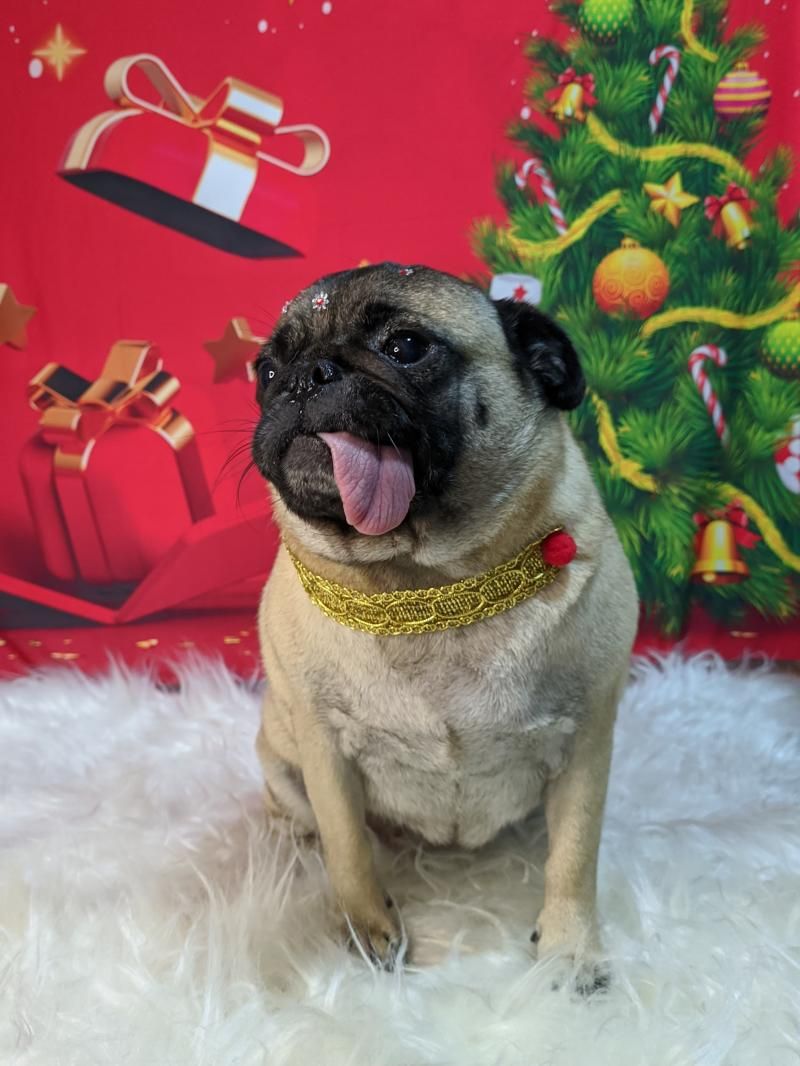 Agende já o banho do seu pet na anjos de patas de Rolim de Moura Agende já o banho do seu pet na anjos de patas de Rolim de Moura