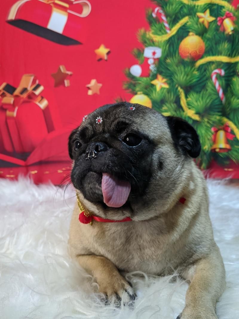 Agende já o banho do seu pet na anjos de patas de Rolim de Moura Agende já o banho do seu pet na anjos de patas de Rolim de Moura