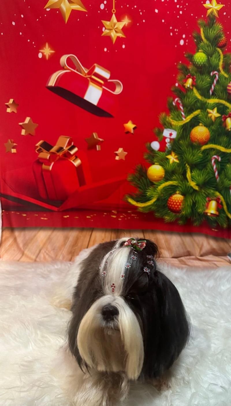 Agende já o banho do seu pet na anjos de patas de Rolim de Moura Agende já o banho do seu pet na anjos de patas de Rolim de Moura