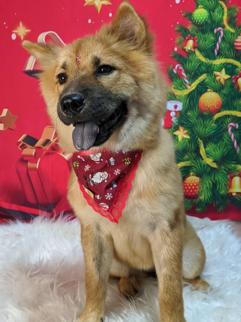 Agende já o banho do seu pet na anjos de patas de Rolim de Moura Agende já o banho do seu pet na anjos de patas de Rolim de Moura