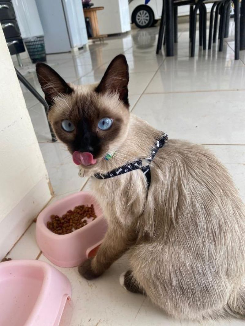 Família oferece recompensa para encontrar gata que desapareceu no bairro Jardim Tropical, em Rolim de Moura Família oferece recompensa para encontrar gata que desapareceu no bairro Jardim Tropical, em Rolim de Moura