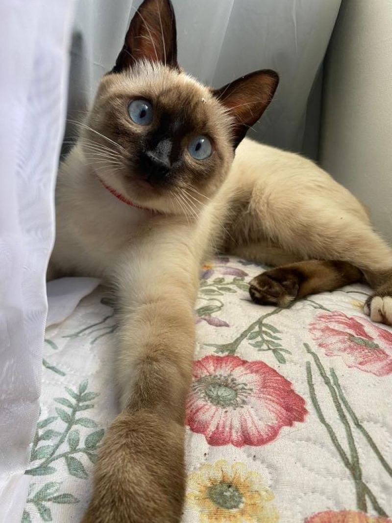 Família oferece recompensa para encontrar gata que desapareceu no bairro Jardim Tropical, em Rolim de Moura Família oferece recompensa para encontrar gata que desapareceu no bairro Jardim Tropical, em Rolim de Moura