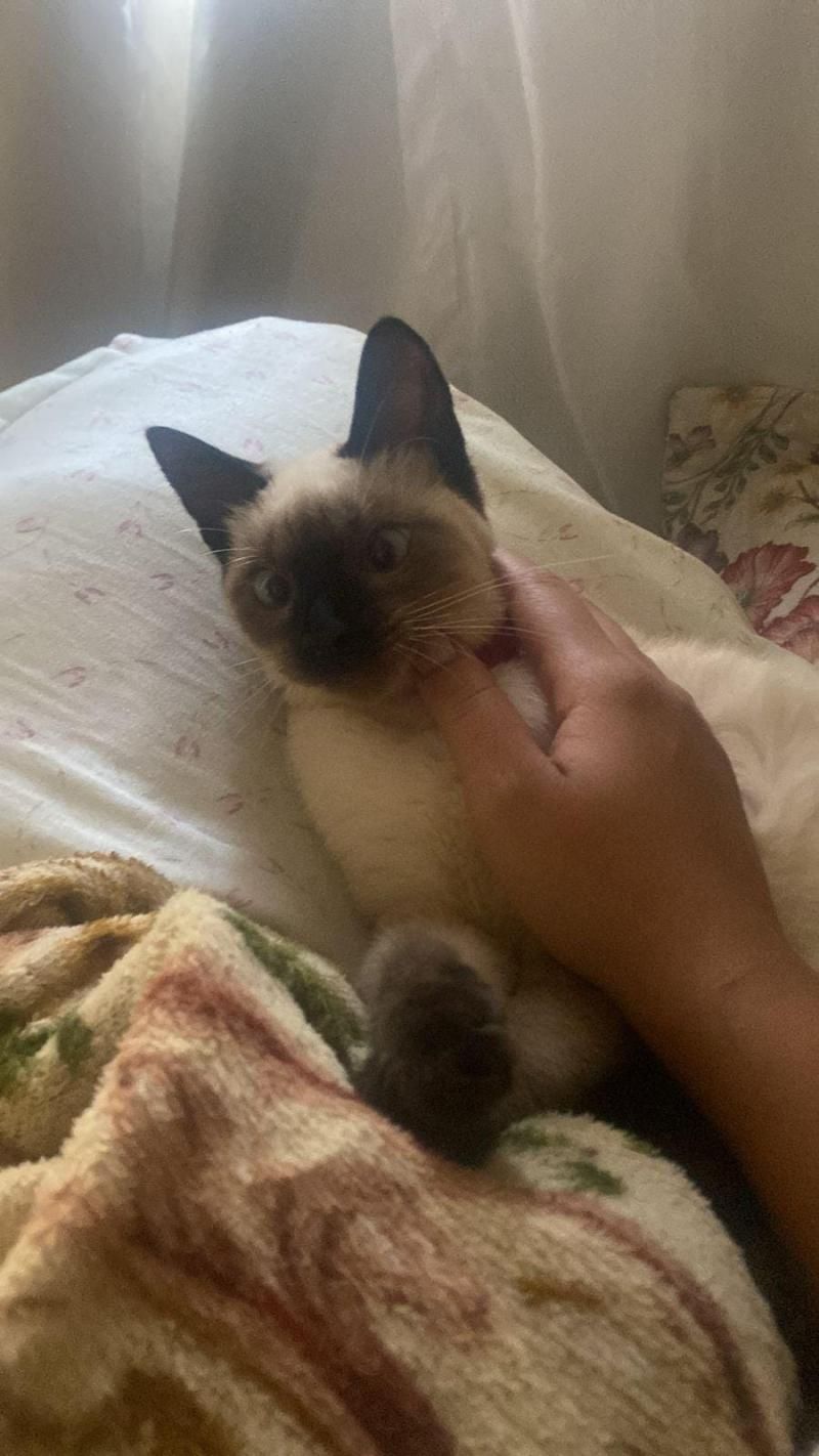 Família oferece recompensa para encontrar gata que desapareceu no bairro Jardim Tropical, em Rolim de Moura Família oferece recompensa para encontrar gata que desapareceu no bairro Jardim Tropical, em Rolim de Moura