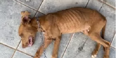 PC identifica autora de crime de maus-tratos contra animais em Cerejeiras PC identifica autora de crime de maus-tratos contra animais em Cerejeiras