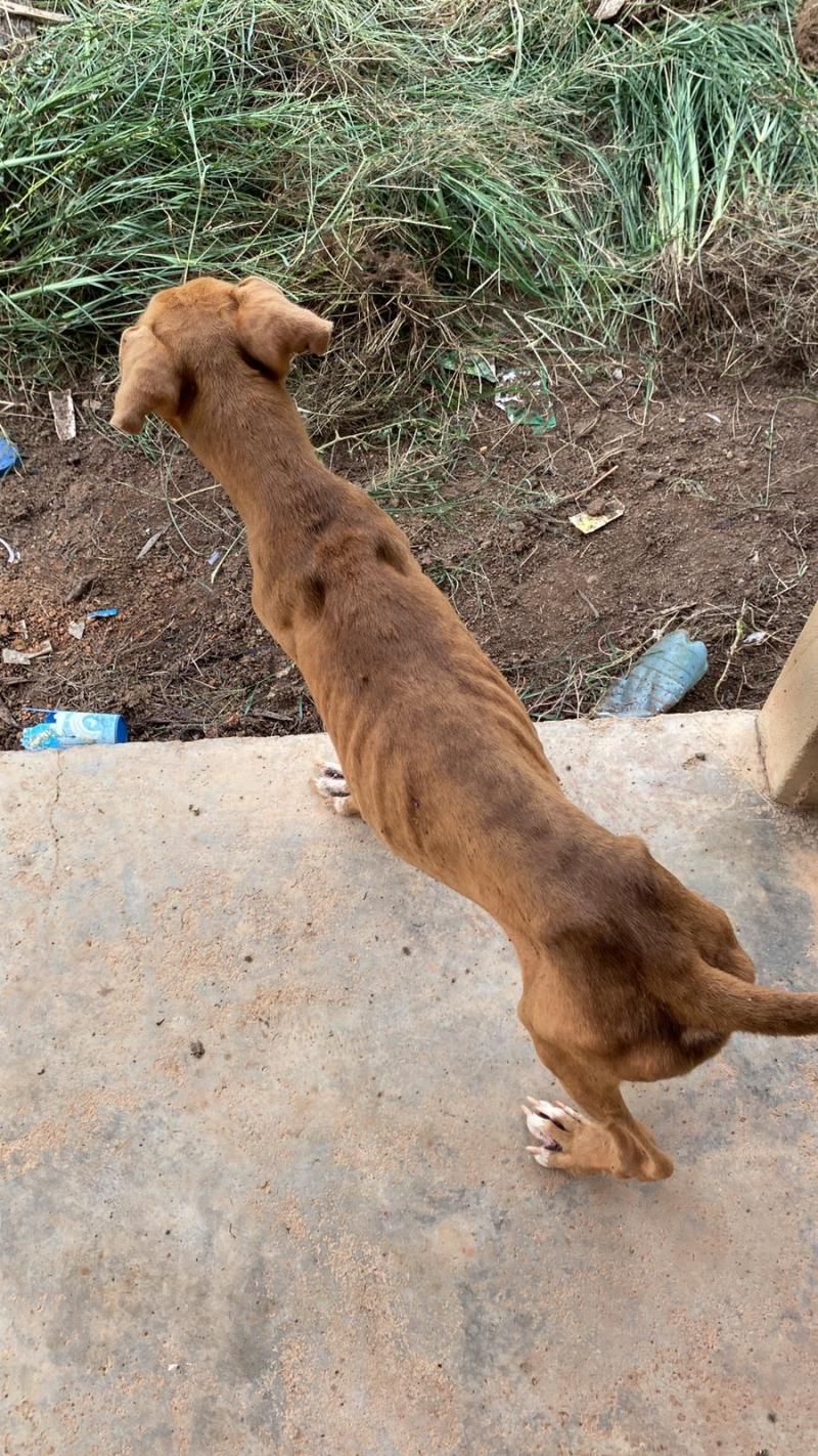 PC identifica autora de crime de maus-tratos contra animais em Cerejeiras PC identifica autora de crime de maus-tratos contra animais em Cerejeiras