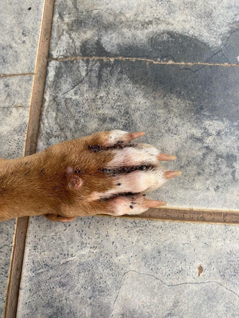 PC identifica autora de crime de maus-tratos contra animais em Cerejeiras PC identifica autora de crime de maus-tratos contra animais em Cerejeiras