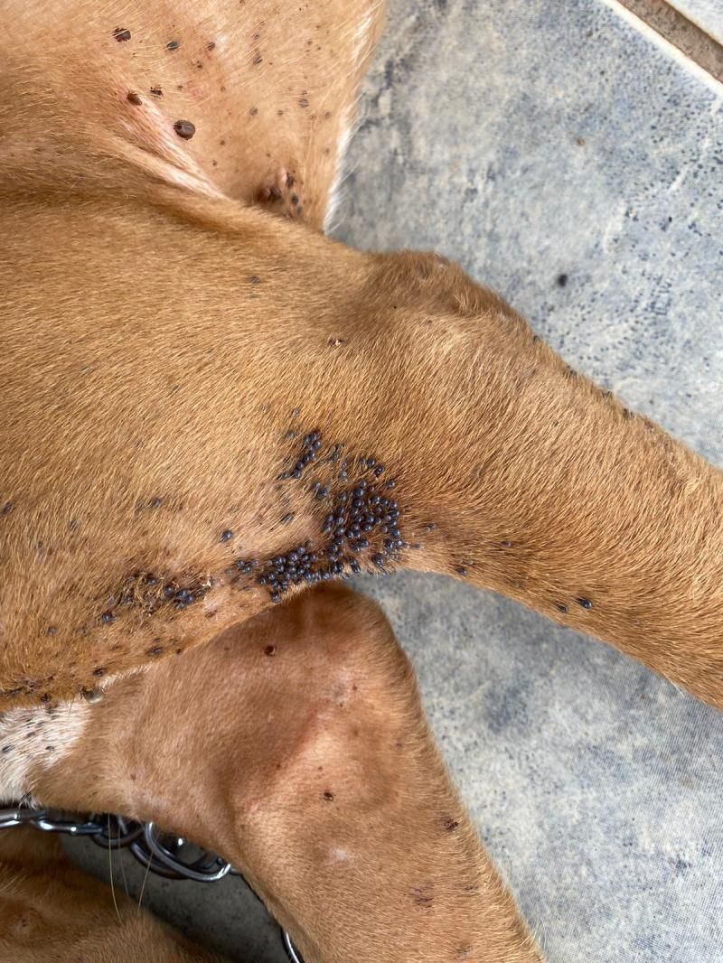 PC identifica autora de crime de maus-tratos contra animais em Cerejeiras PC identifica autora de crime de maus-tratos contra animais em Cerejeiras