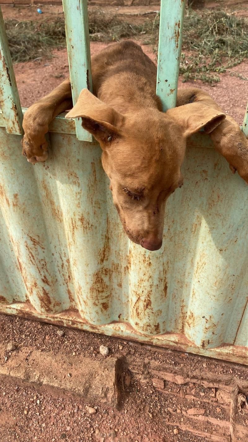 PC identifica autora de crime de maus-tratos contra animais em Cerejeiras PC identifica autora de crime de maus-tratos contra animais em Cerejeiras