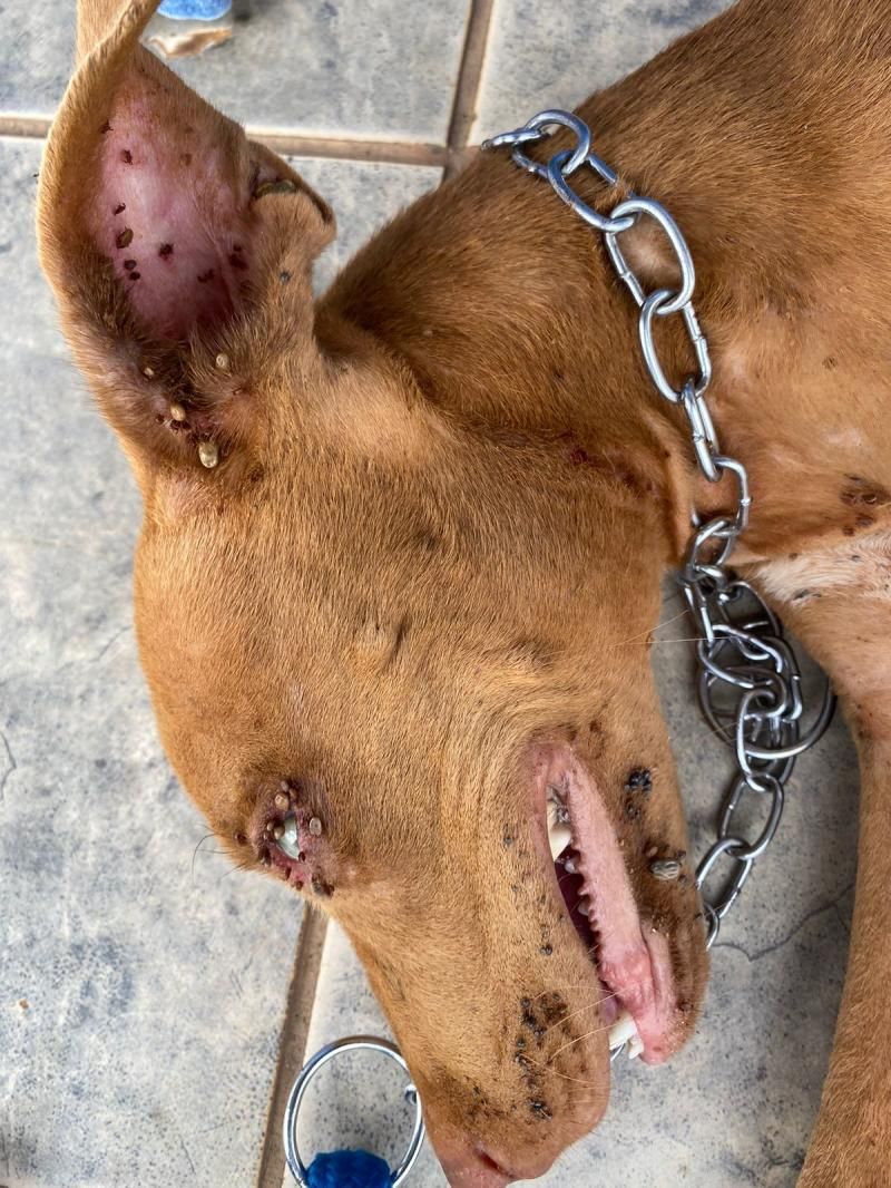 PC identifica autora de crime de maus-tratos contra animais em Cerejeiras PC identifica autora de crime de maus-tratos contra animais em Cerejeiras