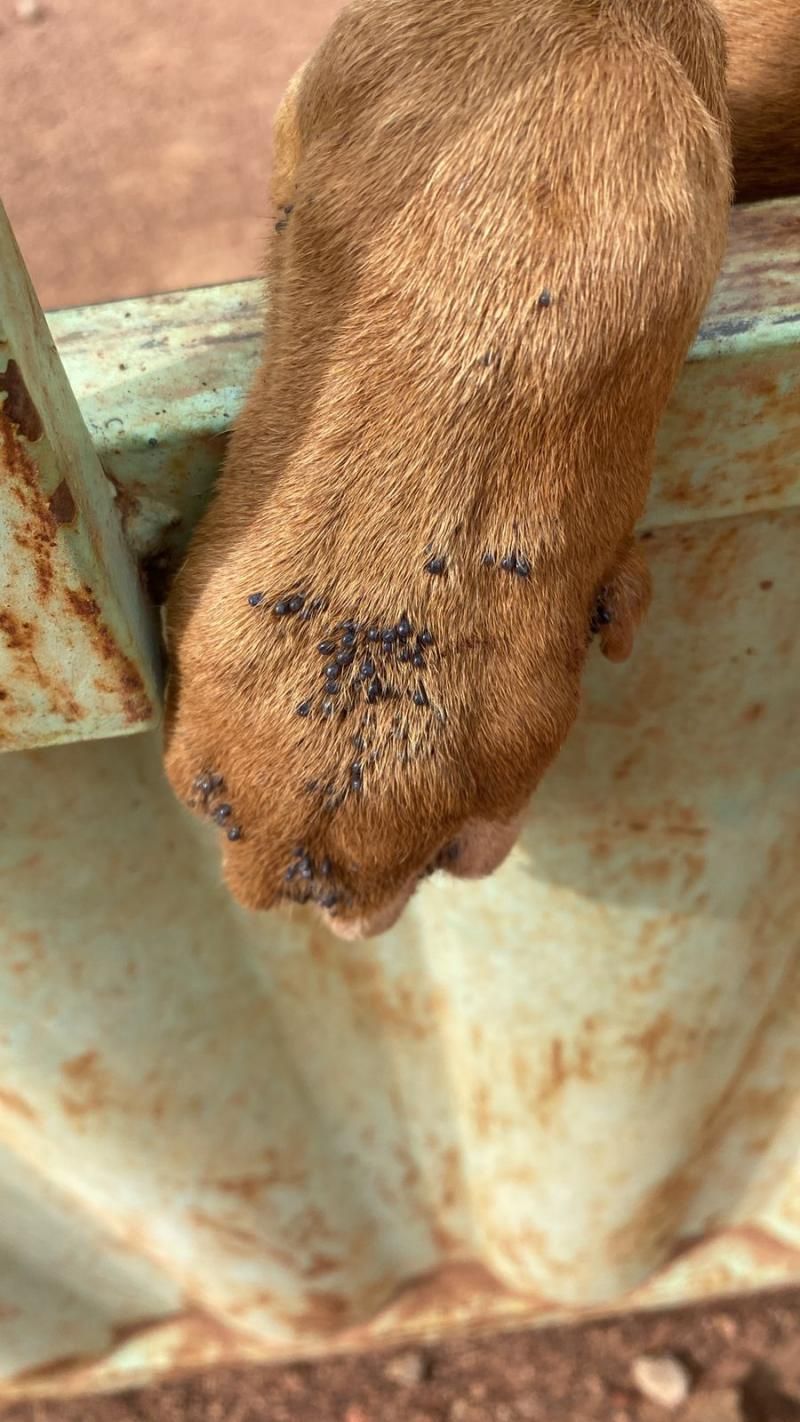 PC identifica autora de crime de maus-tratos contra animais em Cerejeiras PC identifica autora de crime de maus-tratos contra animais em Cerejeiras
