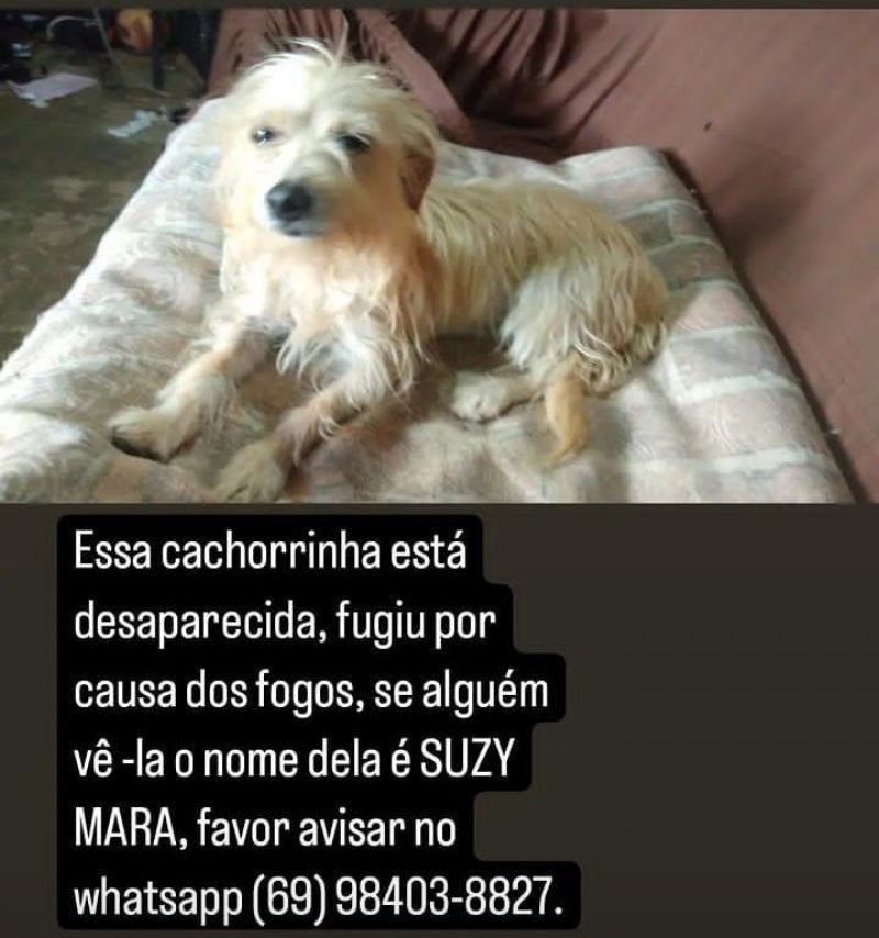 Procura-se por cachorra que desapareceu no bairro Planalto, em Rolim de Moura Procura-se por cachorra que desapareceu no bairro Planalto, em Rolim de Moura